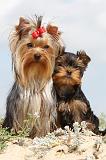 YORKSHIRE TERRIER 068